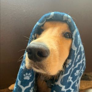 Meet your Posher, Hollie